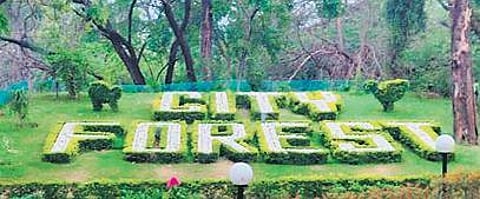 Chandigarh Diary