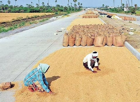 The government will procure maize and jowar directly from farmers, ensuring remunerative prices, and distribute them to the poor through fair price shops.