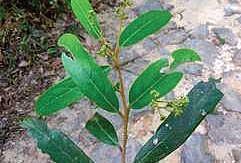 Cryptocaria muthuvariana