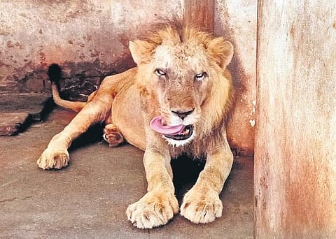 Ayush, 18, relaxing at the zoo