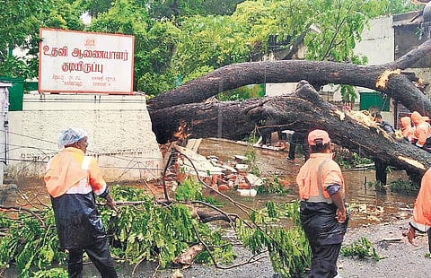 Workers clearing a tree in front of Mylapore police quarters in the city | Express