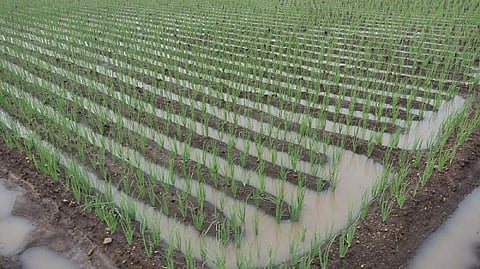 Small onions were affected by basal rot diaease at Adaikkampatti village in Perambalur district. (Photo | Express)