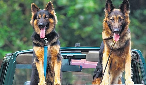 Maya and Drona perched on a forest patrolling vehicle at STR. (Photo | Express)