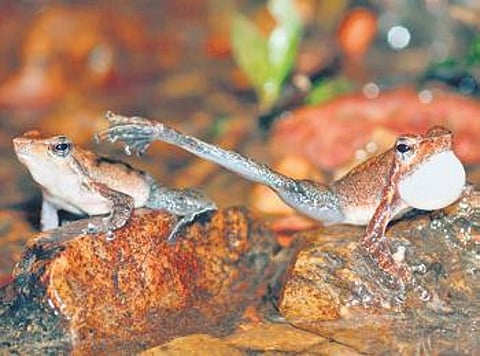Micrixalus kottigeharensis. (Photo | W. Hodley/EPS)