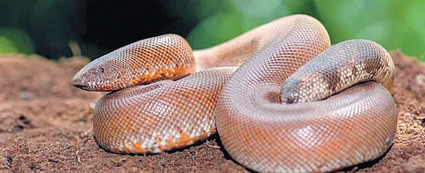 Though the conditions are favourable for migratory birds such as European roller to visit, road killing of animals like sand boa and hedgehog remains a concern. (Photo | EPS)