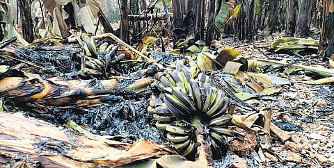 The burned banana plantation at Dharmavaram village in Dhone mandal I Express