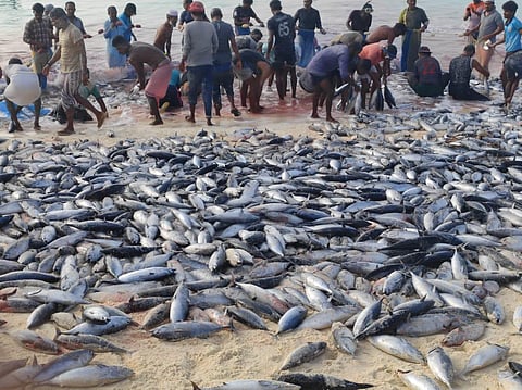 Fishermen at Bitra Island in Lakshadweep had a bumper catch as a big school of tuna fish rushed to the lagoon on Tuesday morning. (Photo | EPS)
