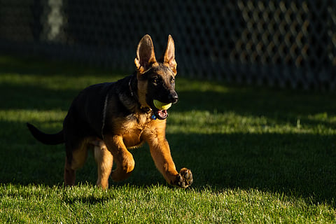 Biden shared a photo on his official Twitter account of the 3-month-old male puppy with a caption that said, 'Welcome to the White House, Commander.' (Photo | Twitter)
