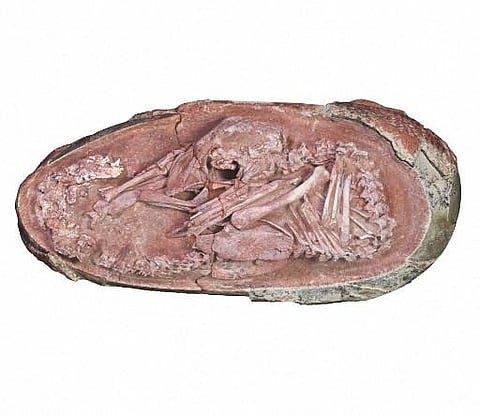 This undated photo courtesy of Lida Xing and the University of Birmingham shows the oviraptorosaur embryo ‘Baby Yingliang’ found in the Ganzhou, Jiangxi Province, southern China. (Photo | AFP)