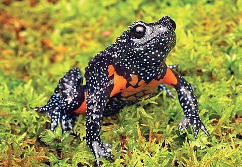 Melanobatrachus indicus (File Photo)