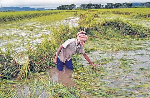 A farmer trying to salvage his paddy crop from a waterlogged field at Gahangu village under Aska block in Ganjam district. (Photo | Express)