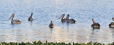 A flock of pelicans at Madiwala Lake in Bengaluru | Express