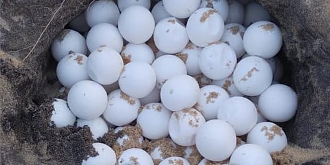 The turtle eggs found by fishermen and rescued by Forest Department near Kasarkkod. (Photo | EPS)