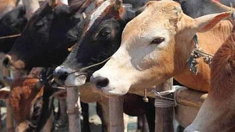 Madhya Pradesh has one of the most stringent anti-cow slaughter and cattle smuggling laws in the country.