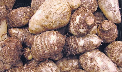 Colocasia calling