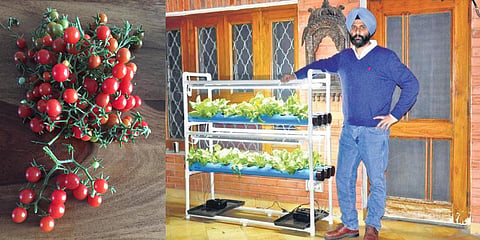 Somveer Singh Anand of Pind Fresh; snapshots of the variety of produce from his farm. (Photo| EPS)