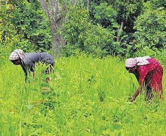 Women engaged in farming activities in Attappad