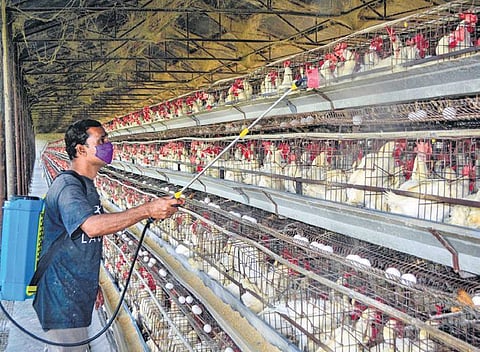 A worker spraying disinfectant inside a poultry farm as a precaution against bird flu. Image used for representation al purpose.