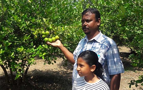 Going organic fetches high returns at low input costs for lemon farmer