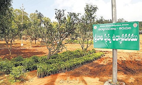 A view of Sri Venkateswara flower garden at Tirumala | Express