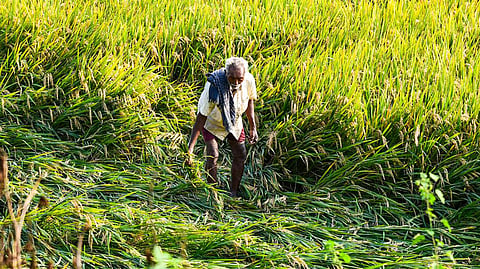 As for landless agricultural workers, the government did keep its promise by initiating the Indiramma Atmeeya Bharosa.