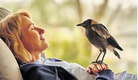 Penguin Bloom movie review: Hope floats