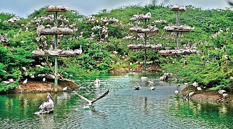Migratory birds at Uppalapadu bird sanctuary in Guntur district | Express