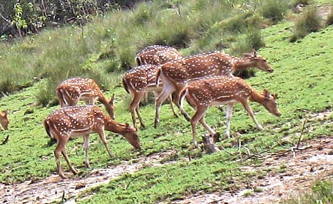 A herd of spotted deer in Bhitarkanika National Park | Express