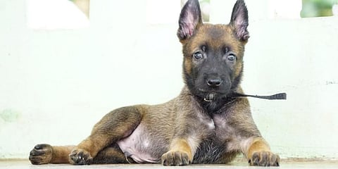 Belgian Malinois dogs are known for its tracking and attacking abilities.