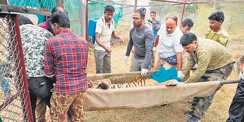 Tigress Sundari being carried to the cage after being tranquillised.