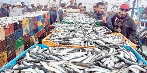 Eye on 30% domestic market, government plans 100 aqua hubs in Andhra; first one at Penamaluru