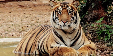 Representational Image. (Photo | EPS)