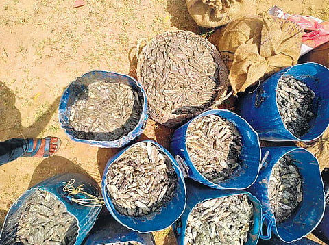 The seized sea cucumbers in Rameswaram | Express