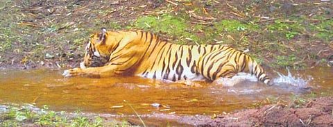 CCTV grab of a tiger drinking from a stream at Nagarjunasagar Srisailam Reserve
