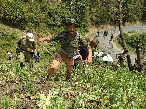 A recent drive against poppy cultivation in eastern Arunachal Pradesh (Photo | Special arrangement)