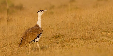 Great Indian Bustard