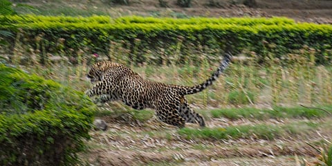 A leopard strays in Gandhi Nagar locality in Jammu city, Tuesday, April 6, 2021. (Photo | PTI)