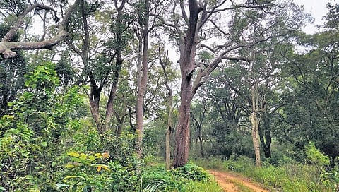 TTD mulls conservation of indigenous plants at Seshachalam hills | Express