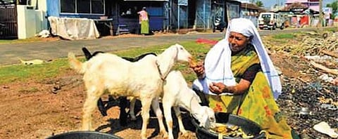 Subaida, who had made headlines twice by giving her share to the CMDRF and for Covid vaccine challenge by selling her goats