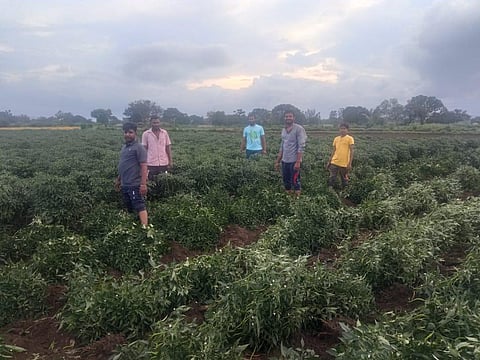 Farmers uprooting the chilli plants from their field since they cannot sell it. (Photo | EPS)