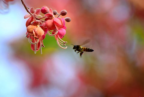 Bees can detect volatiles with sensitivity of parts per trillion. (Photo | EPS)