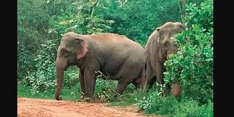 The herd of elephants in Belaguntha.