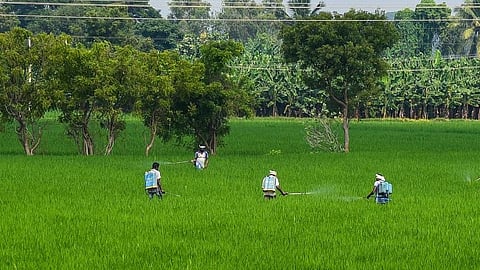 Farmers in their fields.