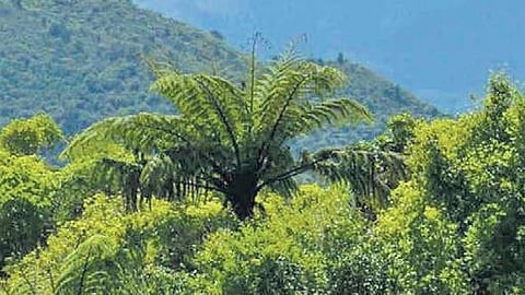 Forest. Image used for representational purpose