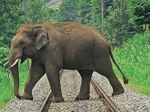 While other models track elephants first and send signals to the driver, the sensors in this model will trace train when it approaches 3-4 km closer to the elephant corridor.
