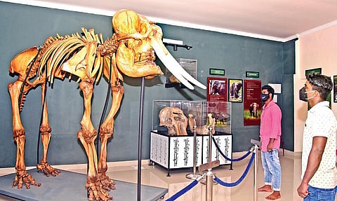 Visitors having a look at the skeleton of a tusker in Konni Elephant Museum | SHAJI VETTIPURAM