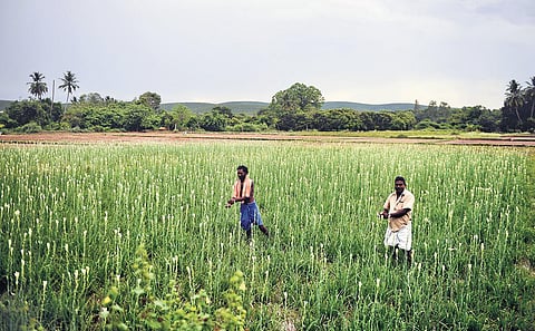 Several villages in Poondi block of Tiruvallur cultivated flowers such as jasmine, marigold and tuberose on over 100 hectares | debadatta mallick