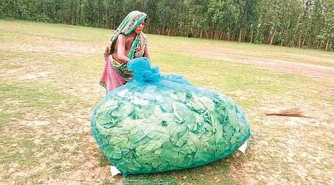 A tribal woman collecting sal leaf in Samakhunta block of Mayurbhanj. (Photo | Express)