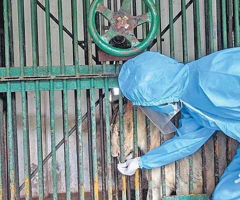 A Vandalur zoo veterinarian collects a nasal swab from a lion | EXPRESS
