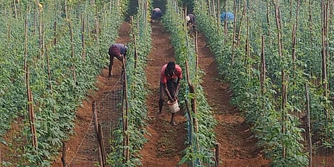 Laborers applying fertilizers at a vegetable farm. (Photo | EPS)